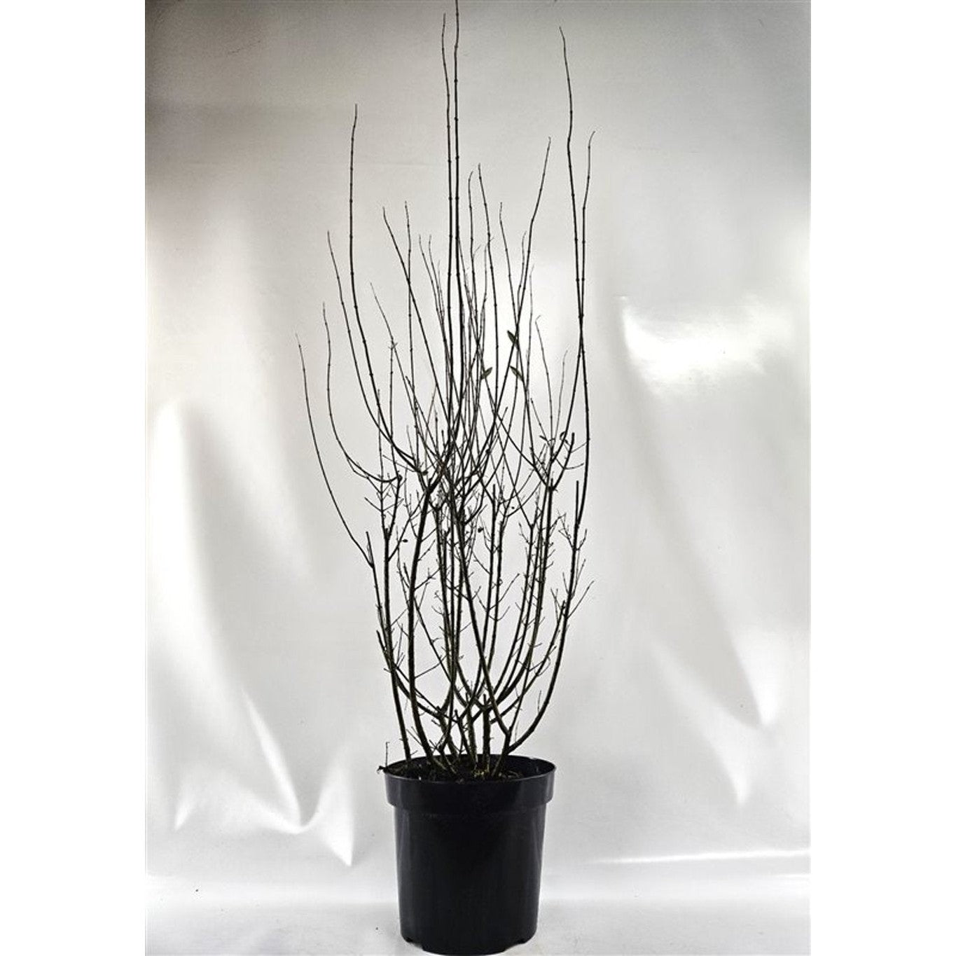 Liguster – Ligustrum vulgare 'Atrovirens' - C15 125-150 CM